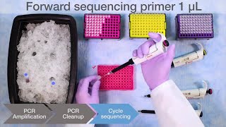 How to Perform Sanger Sequencing [upl. by Adriel]