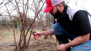 When to Prune Blackberry Bushes [upl. by Mariquilla]