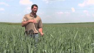 Triticale Nurse Crop from Millborn Seeds [upl. by Karlotta]