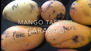 Mango Tasting  Carabao Mango  Philippine mango [upl. by Llerud]