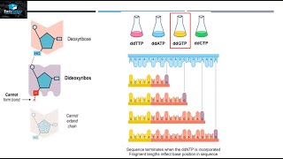 DNA Sequencing By Sanger Method [upl. by Atteynot934]