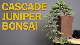 Cascade Bonsai  Juniper Refinement amp Creating Depth [upl. by Hunger267]