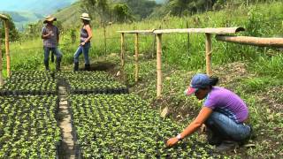 Producción de Maracuyá en Escuela de Campo [upl. by Reyam]