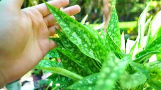 Lungwort Pulmonaria Growing and Heat Tips [upl. by Dwan]