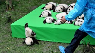 AWW SO CUTE BABY PANDAS Playing With Zookeeper  Funny baby pandas  Baby panda falling [upl. by Popele]