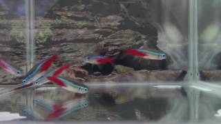 Neon tetra breeding techniques [upl. by Galina]