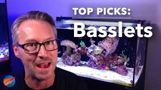 LiveAquaria® Top Picks Basslets for your Marine Aquarium [upl. by Anihpled]