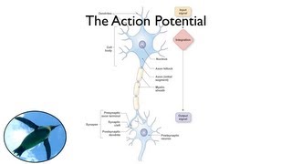 The Action Potential [upl. by Htrag]