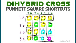 Dihybrid Cross Punnett Squares  MCAT Shortcut Mendelian Genetics Part 2 [upl. by Diaz496]