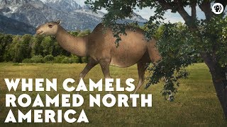 When Camels Roamed North America [upl. by Namwob338]