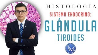 Histología  Sistema endocrino  Glándula tiroides [upl. by Nalyr]