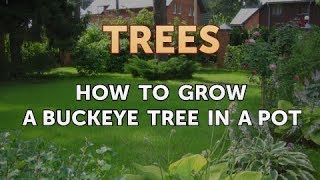 How to Grow a Buckeye Tree in a Pot [upl. by Peednas174]