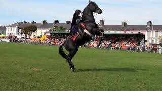 Hunt and Stunts  jumping Amazing Horse Freestyle [upl. by Nnyleitak]