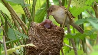 Big Brother Eviction Cuckoo Style  Natural World  BBC Earth [upl. by Schuster361]