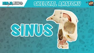 Sinus Skull Anatomy [upl. by Ardella385]