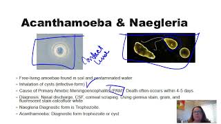 Acanthamoeba and Naegleria [upl. by Haleak]