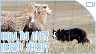 How Do Sheepdogs Herd Sheep [upl. by Aryk599]