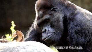 Meet Ivan  A Gorillas Story [upl. by Philoo]