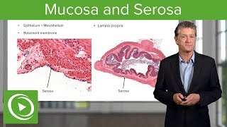 Mucosa and Serosa – Histology  Lecturio [upl. by Ylek]