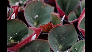 BEGONIA PROPAGATION — Ep 039 [upl. by Ydoc]