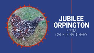 Jubilee Orpington Chicken  Cackle Hatchery [upl. by Carvey]