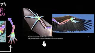 Homologous amp analogous structures  Heredity amp Evolution  Biology  Khan Academy [upl. by Pace]