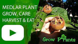 Medlar plant – grow care amp harvest Mespilus germanica [upl. by Fessuoy]