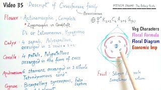 Cruciferae Family  Brassicaceae Family  Floral Formula and Floral Diagram of Cruciferae Family [upl. by Mascia]