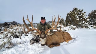 Colorado Giant Mule Deer [upl. by Ferdie]