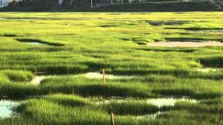 Intro to Salt Marshes [upl. by Atiuqer]