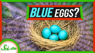 What’s Up With Those Bright Blue Eggs [upl. by Dobrinsky]