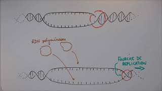Réplication de lADN  1 Déroulement général [upl. by Nadeau]