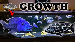 African Cichlids Growth Rate amp Evolution Lake Malawi Haps [upl. by Grega]