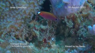 Finespot Wrasse Cirrhilabrus punctatus [upl. by Seravaj689]