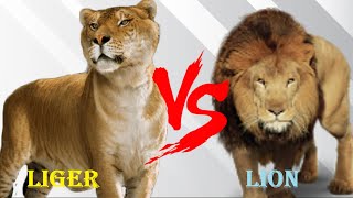 Liger VS Lion  Barbary Lion VS Liger Who Will Win [upl. by Amora885]