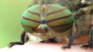 Hybomitra horsefly close up [upl. by Herrmann]