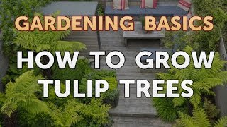 How to Grow Tulip Trees [upl. by Ysiad]