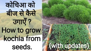 How to grow kochia from seeds  With updates [upl. by Majka]