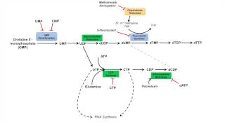 Pyrimidine Synthesis and Salvage Pathway [upl. by Fiore]