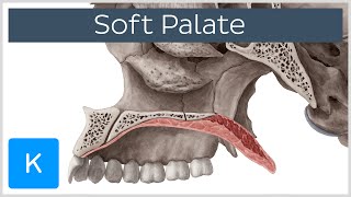 Soft palate Muscles Function amp Definition  Human Anatomy  Kenhub [upl. by Nabi257]