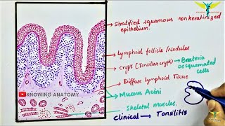 Histology of Palatine tonsil \Tonsil [upl. by Ater859]