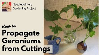 How to Propagate Geranium Plants from Cuttings [upl. by Yanahs]