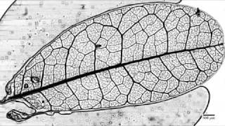 Network of Blood Vessels  Arteries Veins amp Capillaries [upl. by Maltz177]