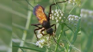 Tarantula vs Tarantula Hawk [upl. by Nonnek883]