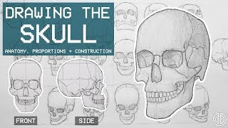 Drawing The SKULL  Anatomy Proportions amp Construction  Anatomy 1 [upl. by Dibru601]