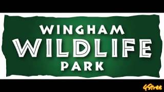 Wingham Wildlife Park [upl. by Head]