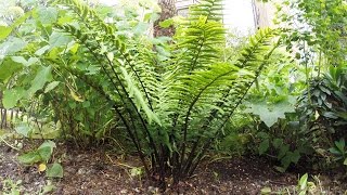 Fern  Dryopteris Wallichiana  cutting back old fronds [upl. by Wrdna]