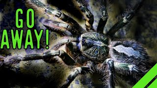 Fringed Ornamental Tarantula Poecilotheria ornata Care [upl. by Etka]