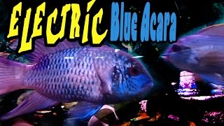 Electric Blue Acara How To Care Guide Inside to Out [upl. by Ycinuq]