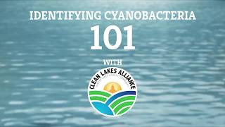 Identifying Cyanobacteria 101 [upl. by Karyl402]